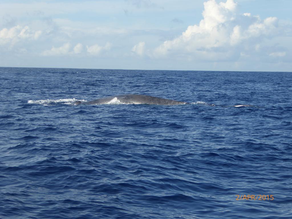 Paradise Beach Resort & Diving School Mirissa Esterno foto
